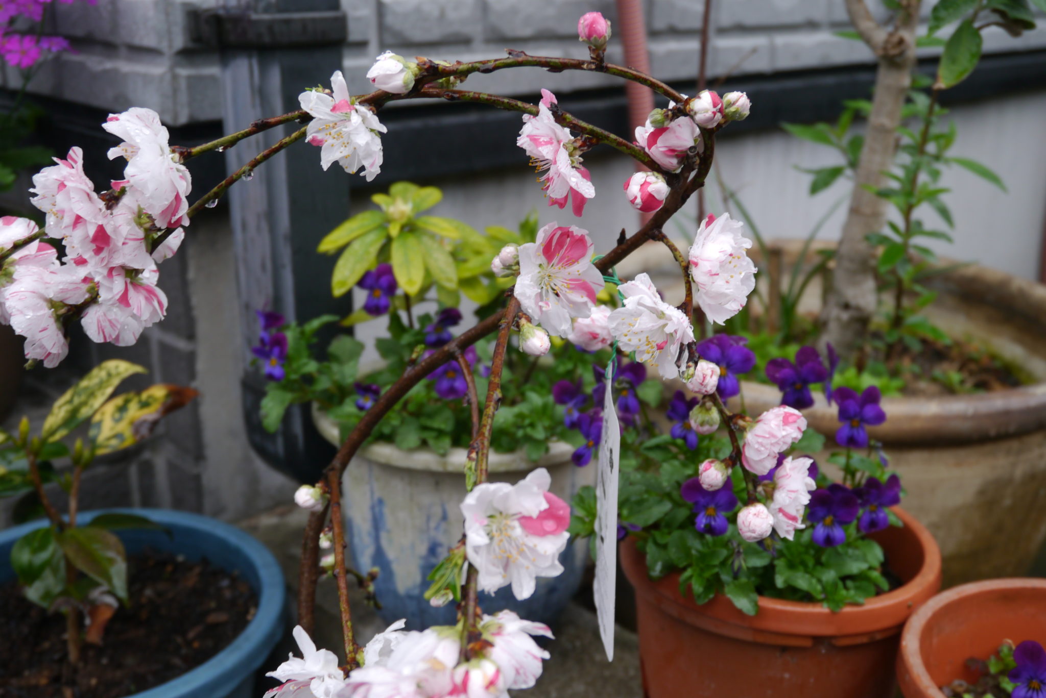 源平しだれ花桃咲いたよ! | ナチュラルガーデンの四季