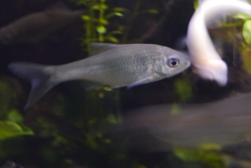 我が家のタナゴの種類 タナゴ釣りから飼育まで