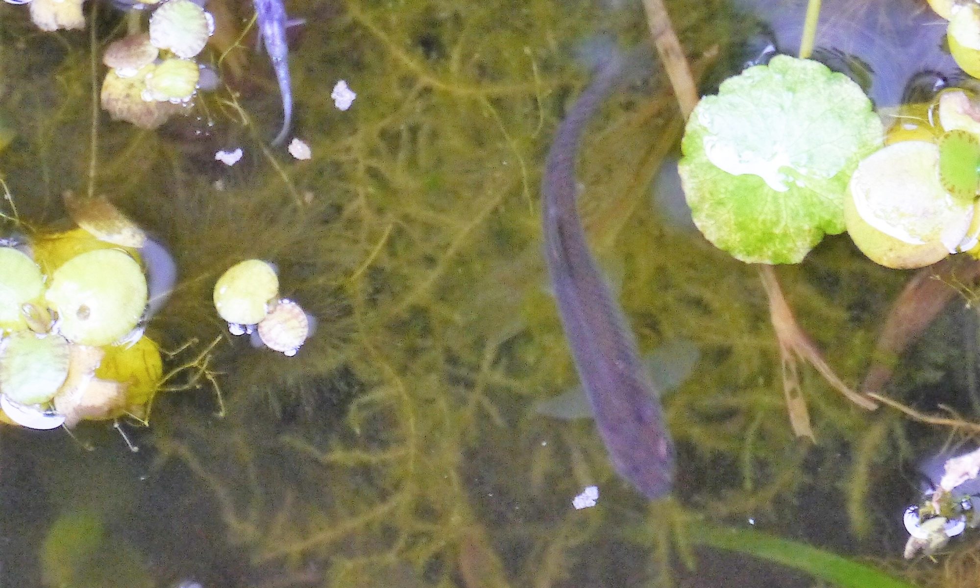 おっと ビオトープにタナゴが生きていた タナゴ釣りから飼育まで