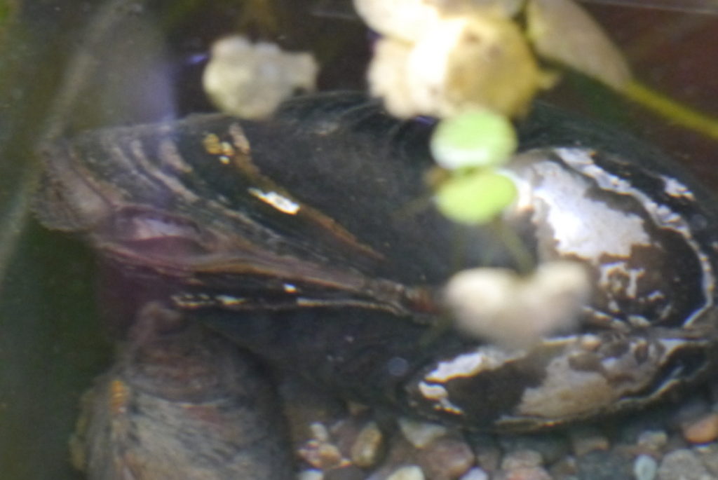 ドブ貝まだ生きてますよ タナゴ釣りから飼育まで