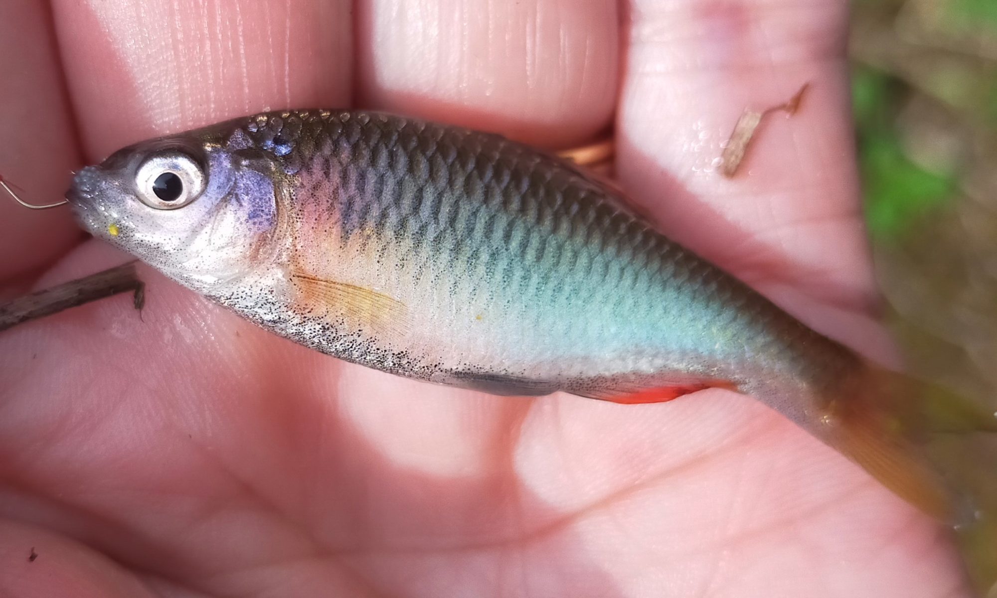 ヤリタナゴ タナゴ釣りから飼育まで