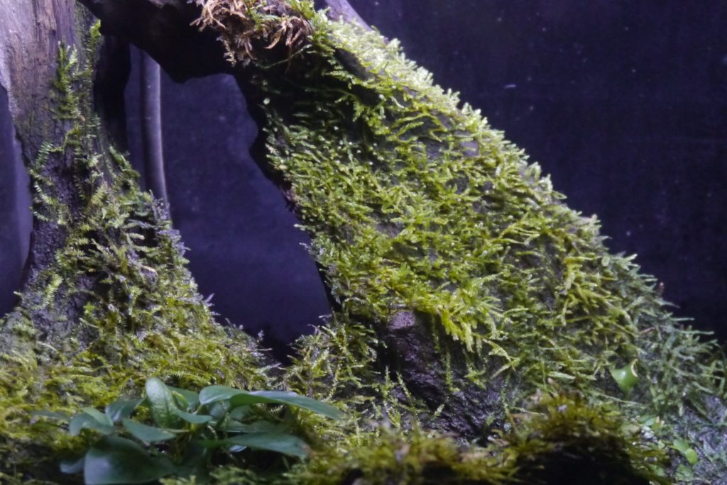 ウィローモス完全復活 アクアテラリウムと住人たち