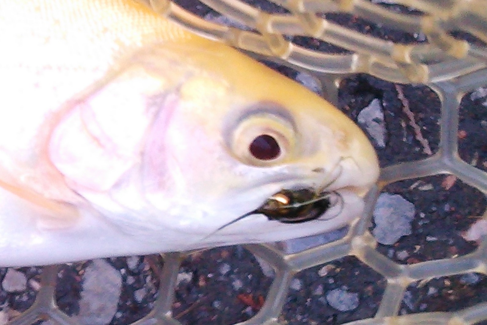 管理釣り場 トラウトの森へようこそ